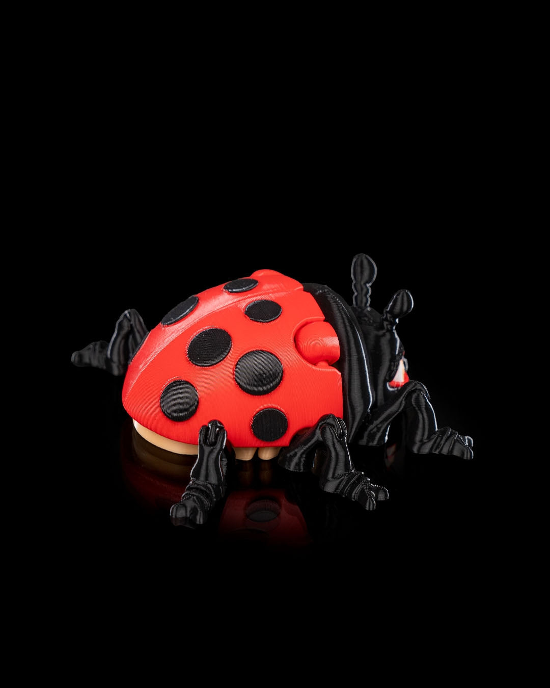 Lilly Ladybug