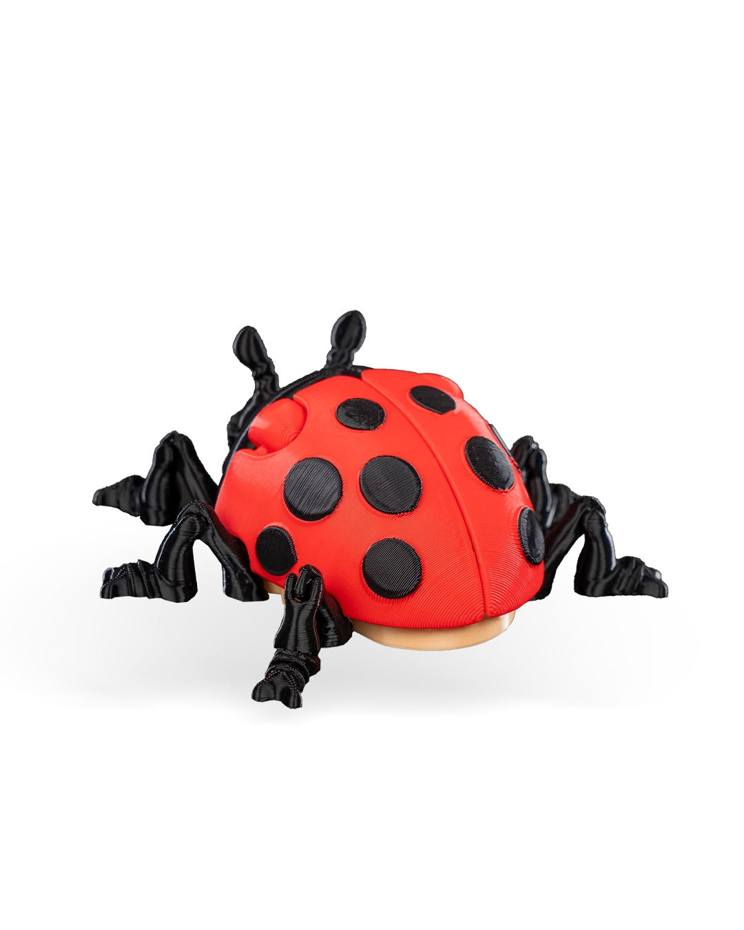 Lilly Ladybug