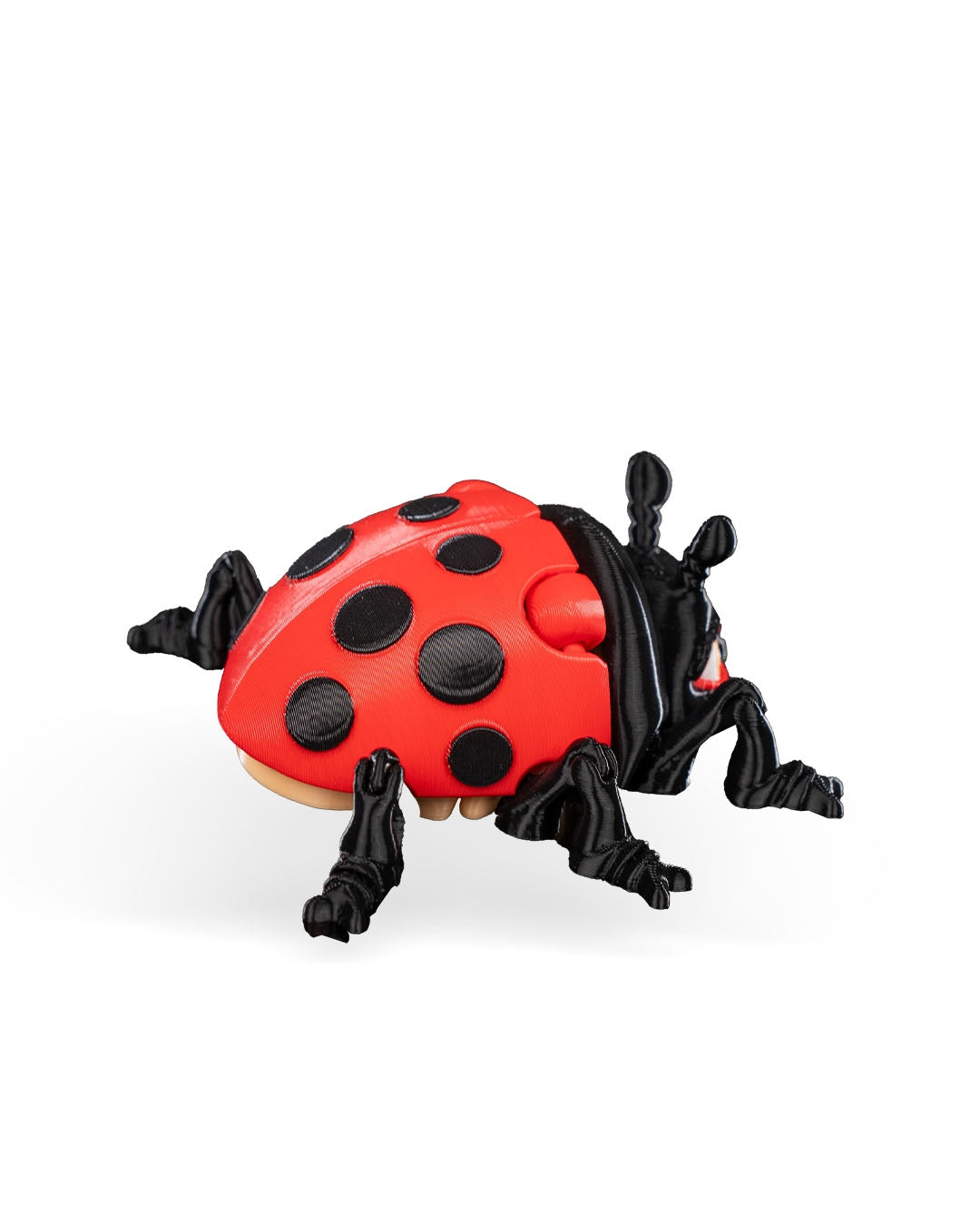 Lilly Ladybug