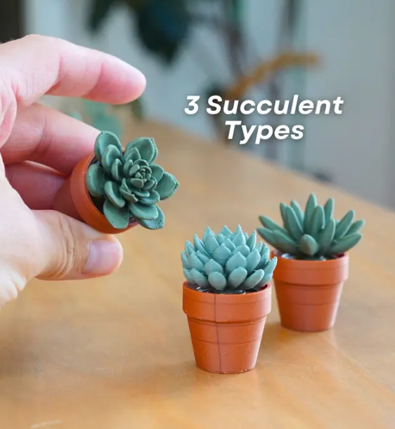 Spinny Succulents