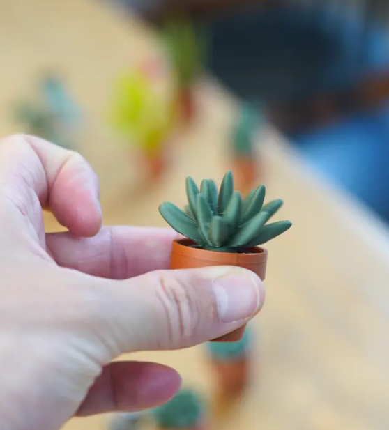 Spinny Succulents