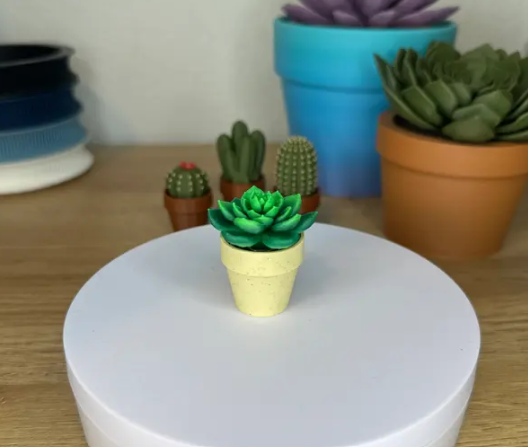 Spinny Succulents