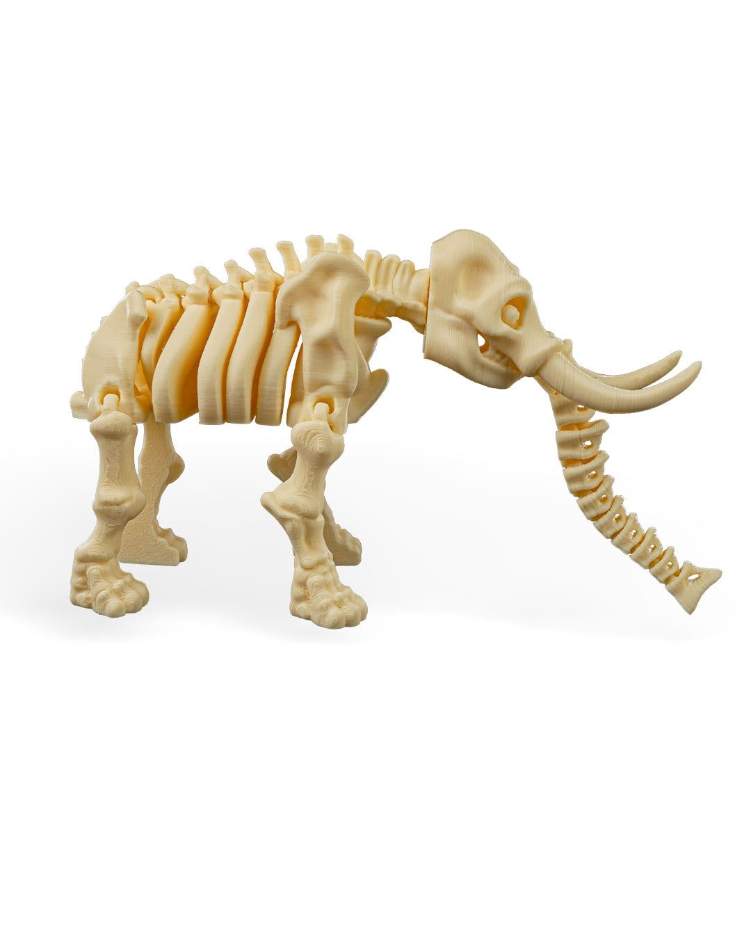 Tusk the Skeleton Elephant