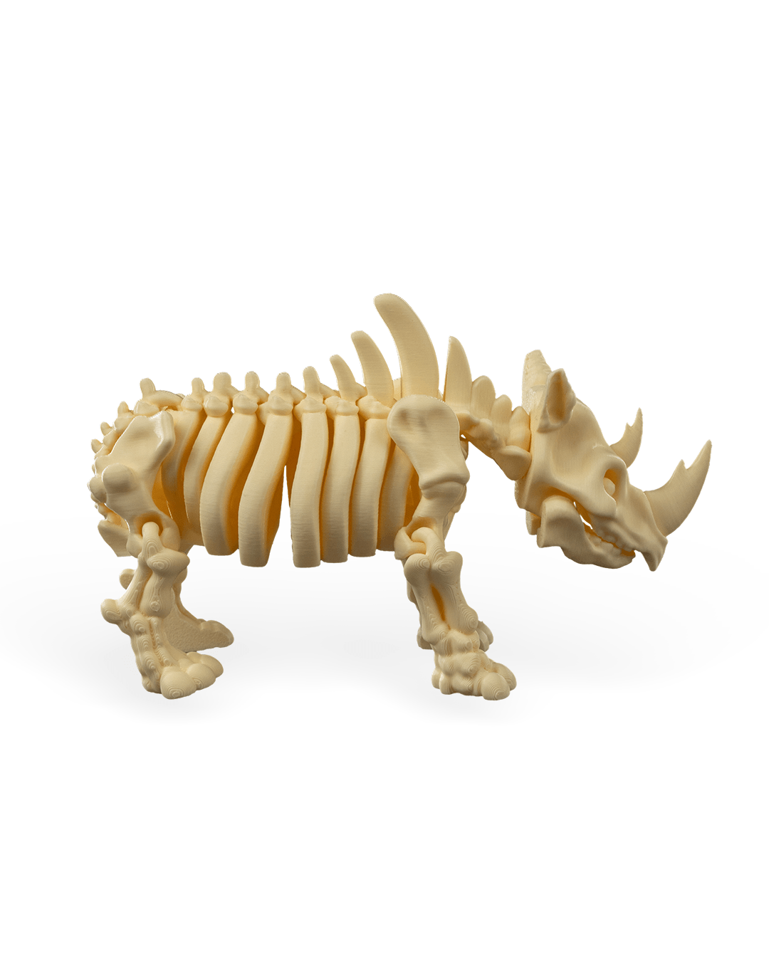 Rocky the Skeleton Rhino